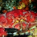 crab_reef_nr_h_0705_png0982.jpg